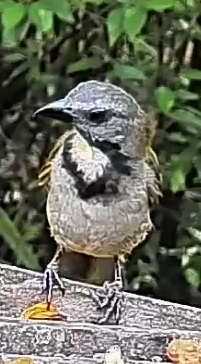 Buff-throated Saltator