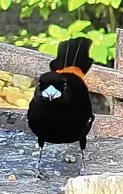 Passerini's tanager