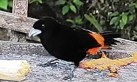 Flame-rumped Tanager