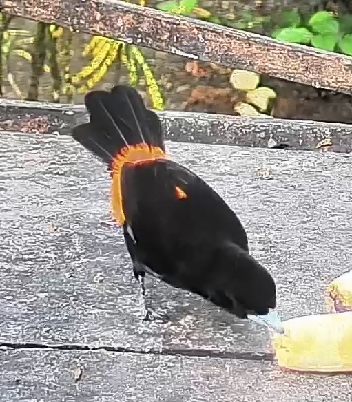 Flame-rumped Tanager