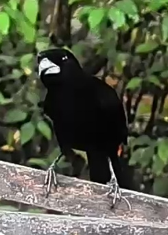 Flame-rumped Tanager