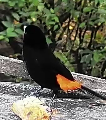 Flame-rumped Tanager