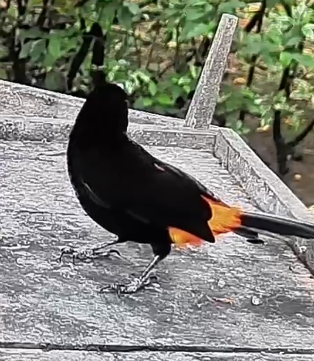 Flame-rumped Tanager