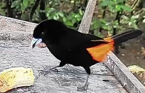 Flame-rumped Tanager