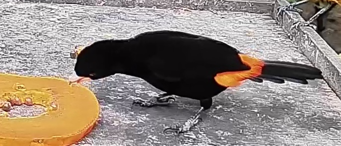 Flame-rumped Tanager