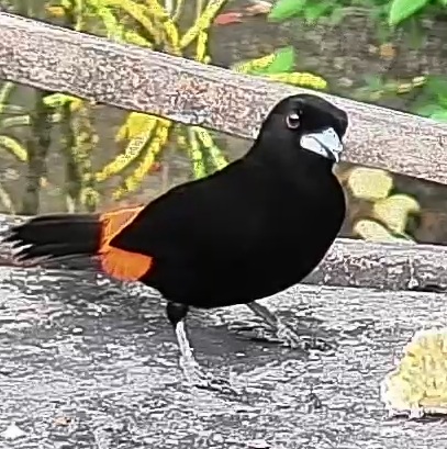 Flame-rumped Tanager