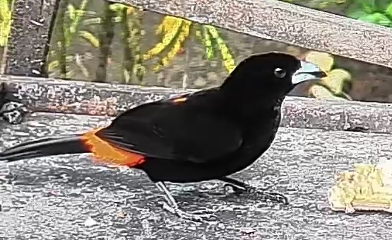 Flame-rumped Tanager