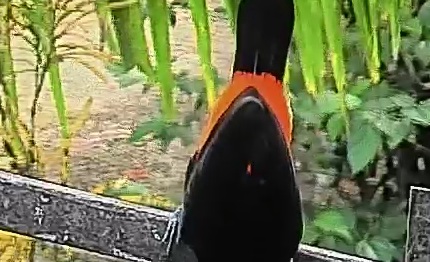 Passerini's tanager