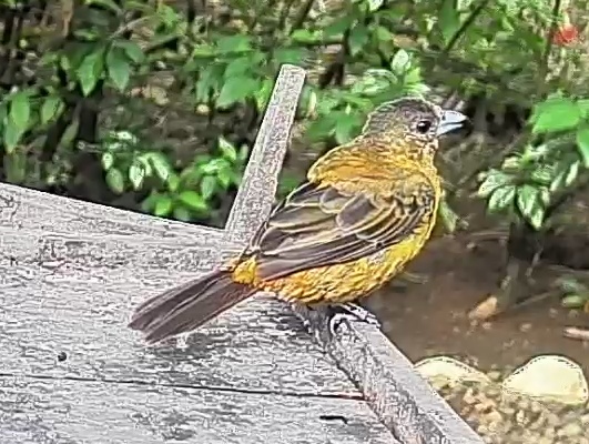 Passerini's tanager