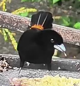 Flame-rumped Tanager