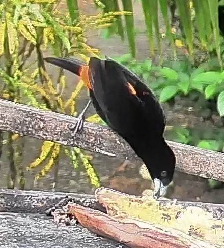 Flame-rumped Tanager