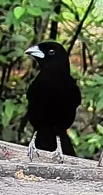 Flame-rumped Tanager