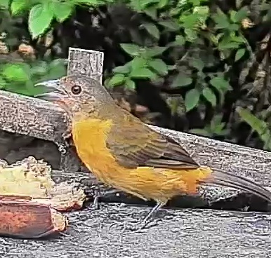 Passerini's tanager