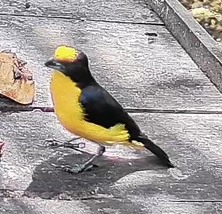 Thick-billed euphonia