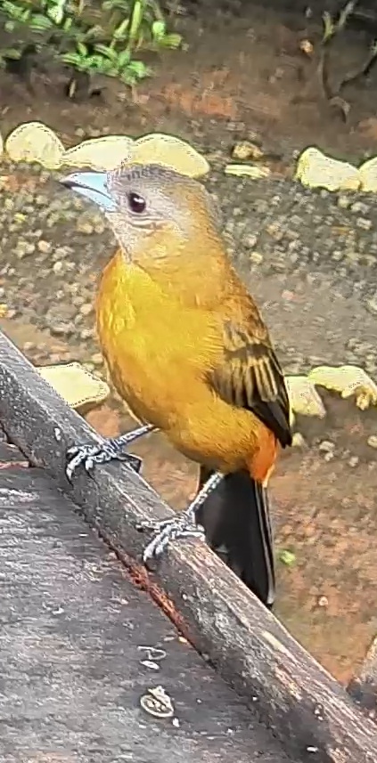 Passerini's tanager