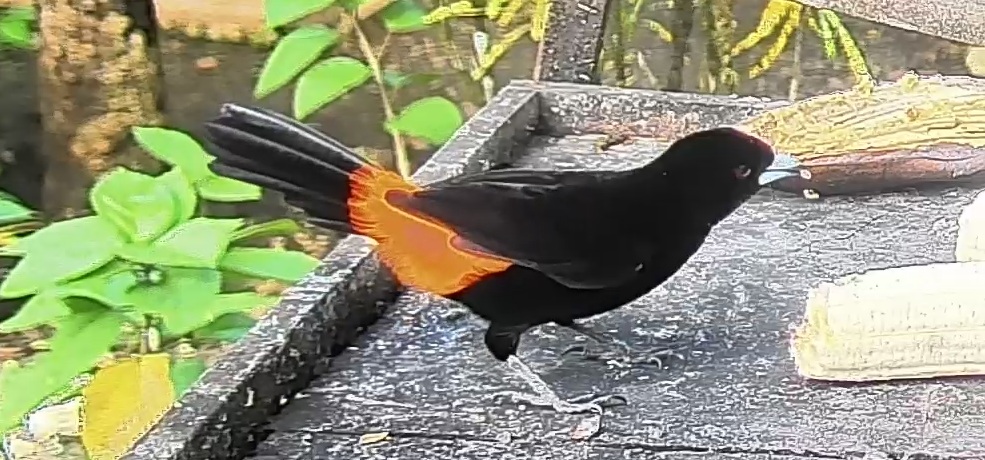 Flame-rumped Tanager
