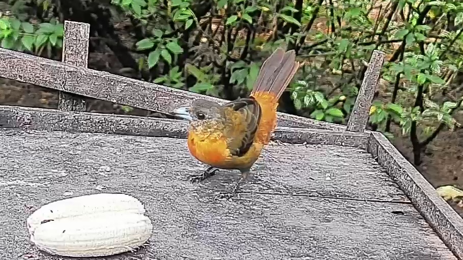 Passerini's tanager