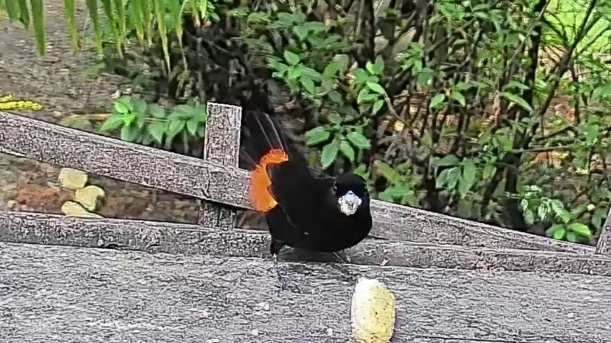 Flame-rumped Tanager