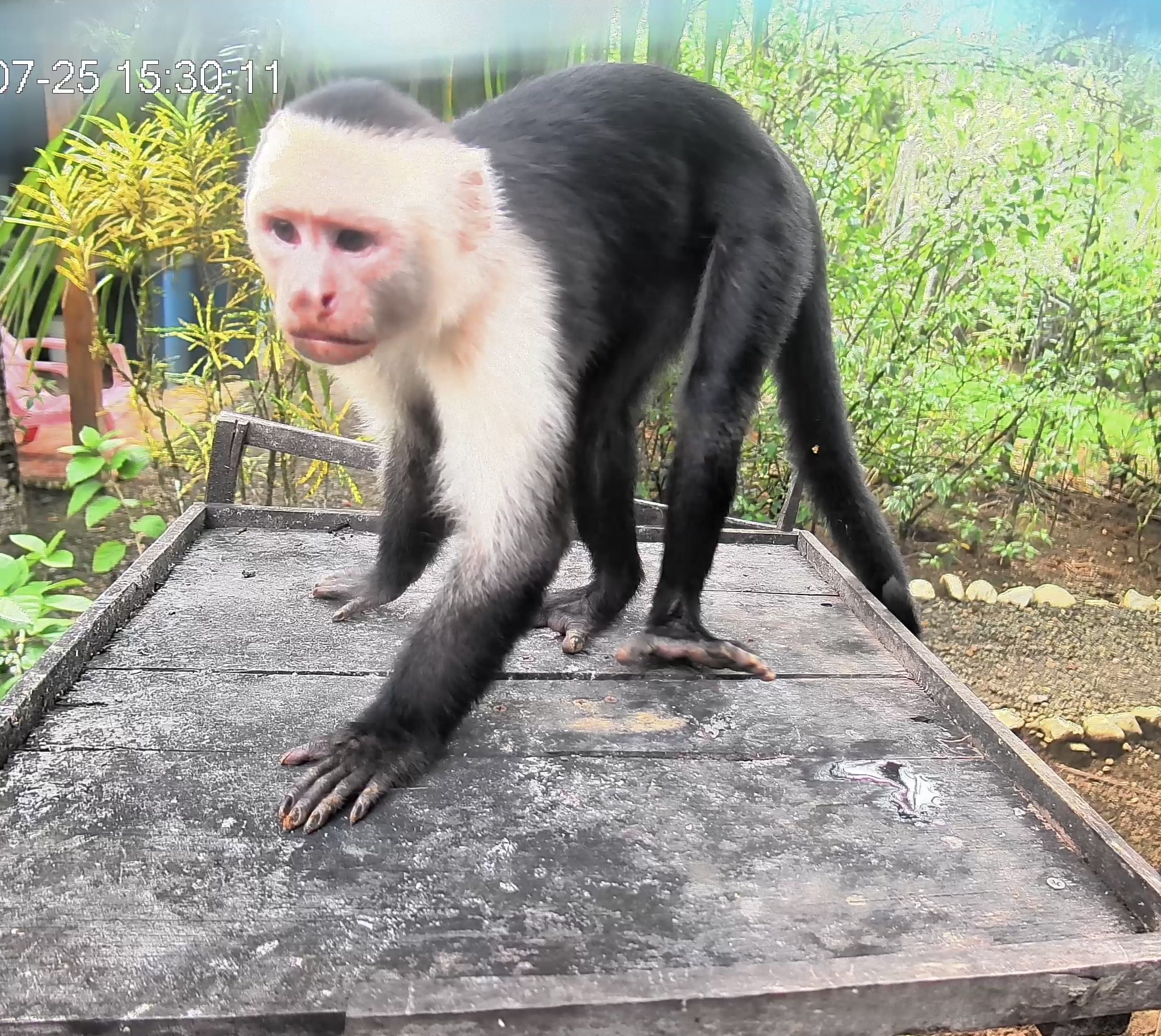 White-headed Capuchin