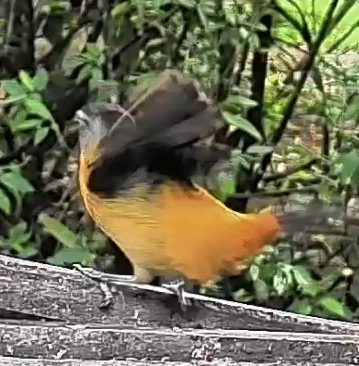 Passerini's tanager