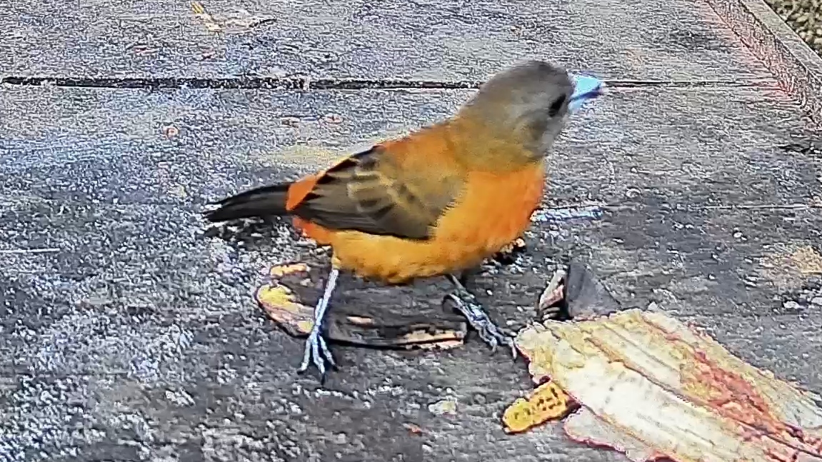 Passerini's tanager