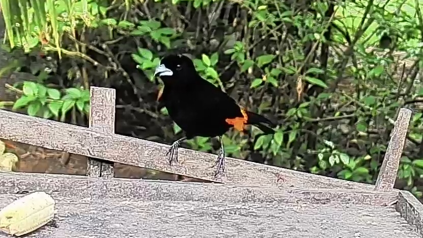 Flame-rumped Tanager