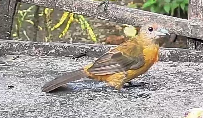 Passerini's tanager
