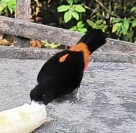 Flame-rumped Tanager