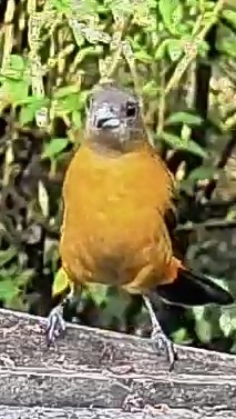 Passerini's tanager