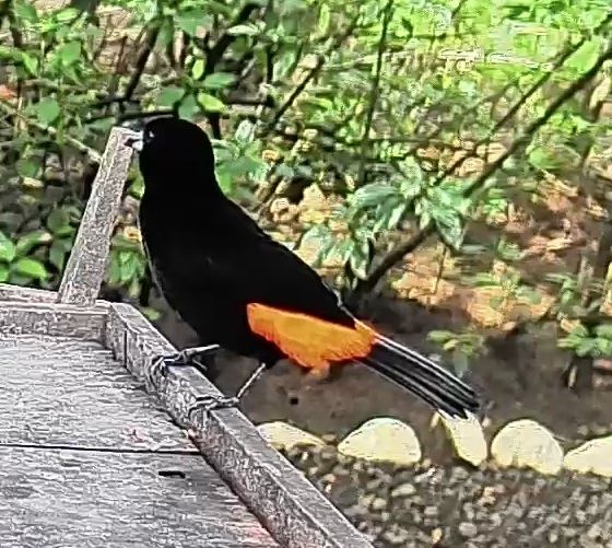 Flame-rumped Tanager