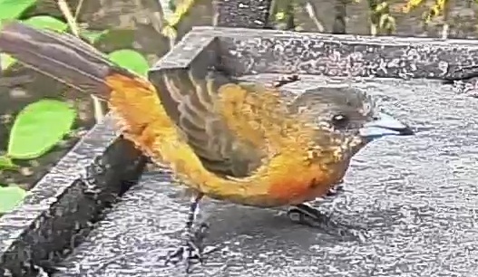 Passerini's tanager
