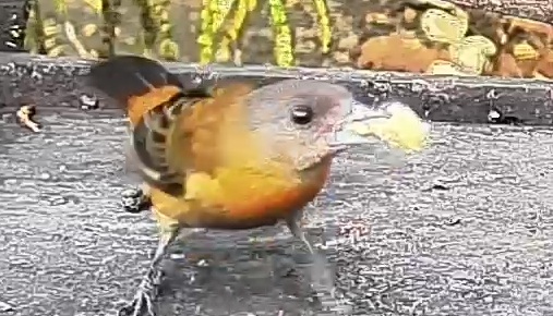 Passerini's tanager