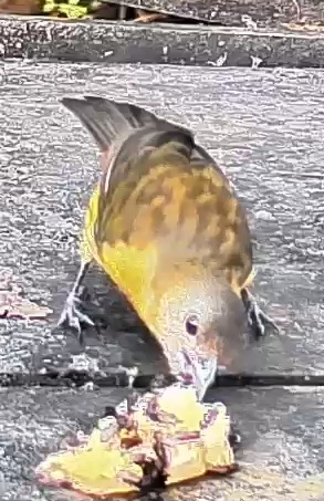 Passerini's tanager