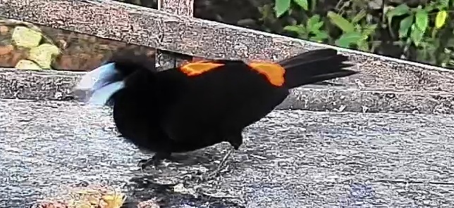 Scarlet-rumped Tanager