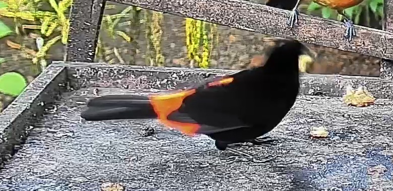 Scarlet-rumped Tanager