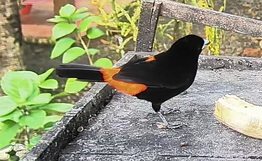 Scarlet-rumped Tanager
