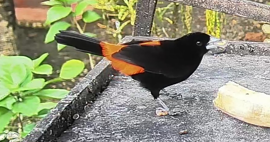 Scarlet-rumped Tanager