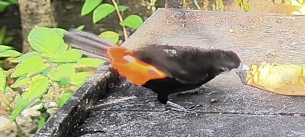 Flame-rumped Tanager