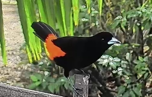 Flame-rumped Tanager