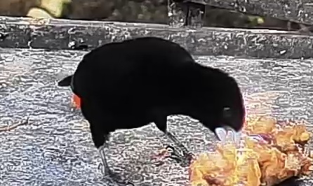 Passerini's tanager