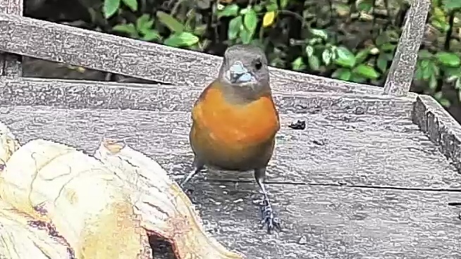 Passerini's Tanager
