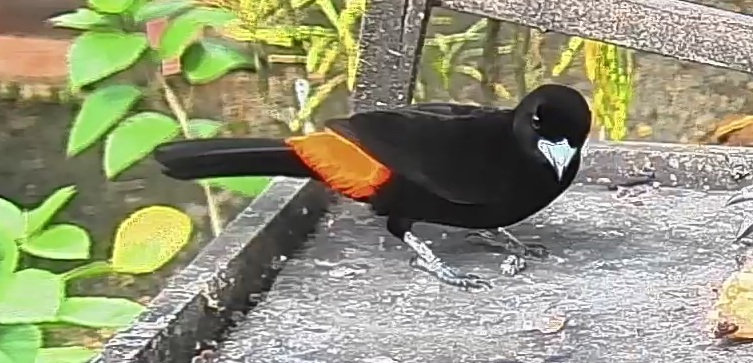 Scarlet-rumped Tanager