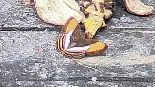 Zebra mosaic butterfly
