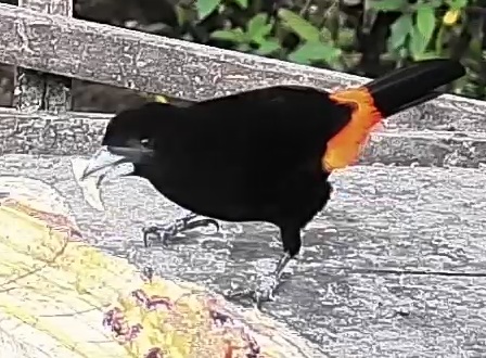 Flame-rumped Tanager