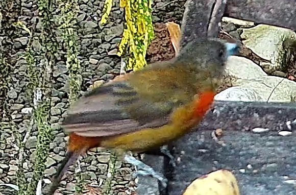 Scarlet-rumped Tanager