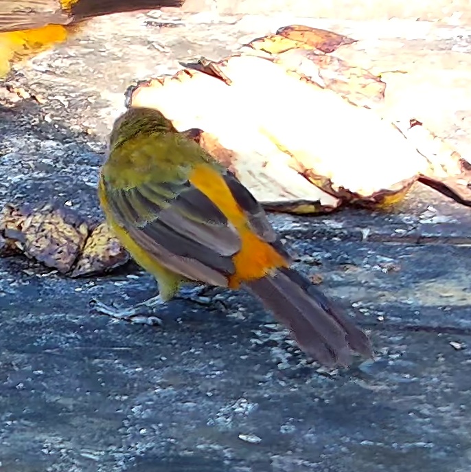 Flame-rumped Tanager
