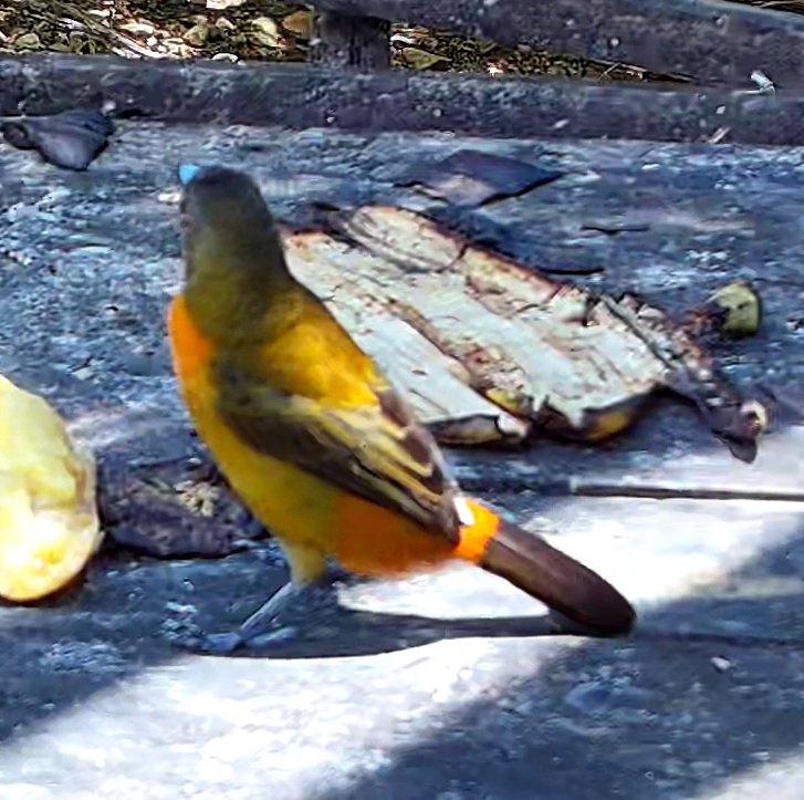 Flame-rumped Tanager