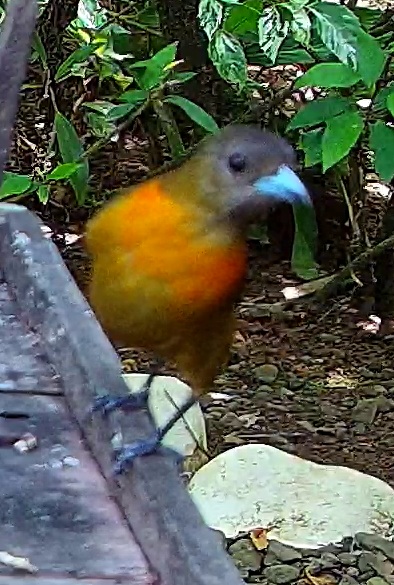Flame-rumped Tanager