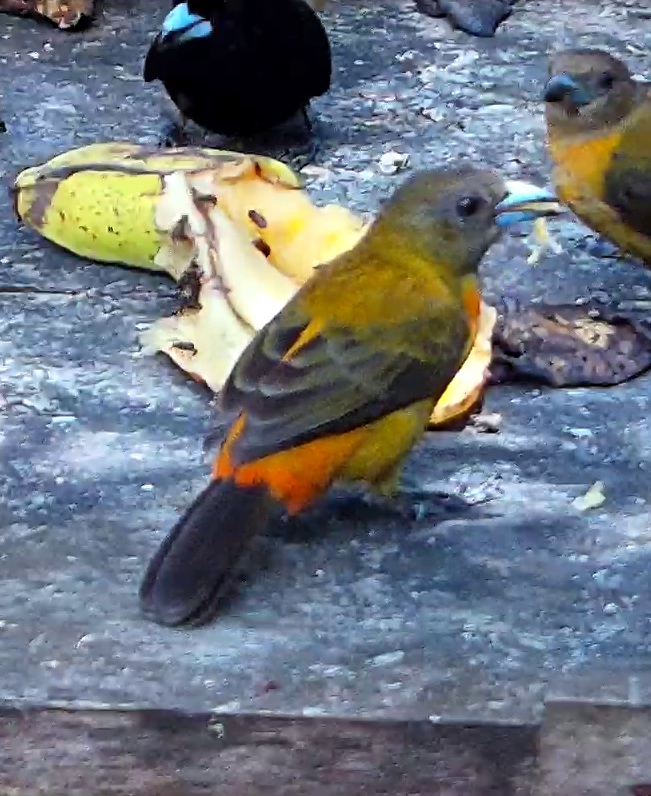 Brazilian Tanager