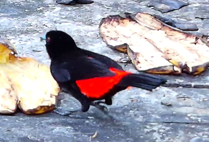Crimson-backed Tanager